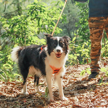 Load image into Gallery viewer, All-in-One Dog Harness and Retractable Leash Set