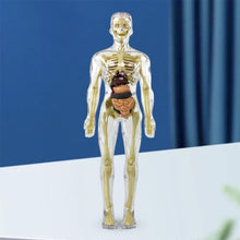 Load image into Gallery viewer, 3d Human Body Torso Model for Kid Anatomy Model Skeleton