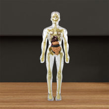 Load image into Gallery viewer, 3d Human Body Torso Model for Kid Anatomy Model Skeleton